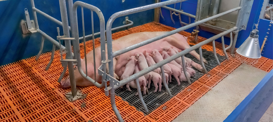 Heat, ventilation and nutrition are key factors when farrowing.