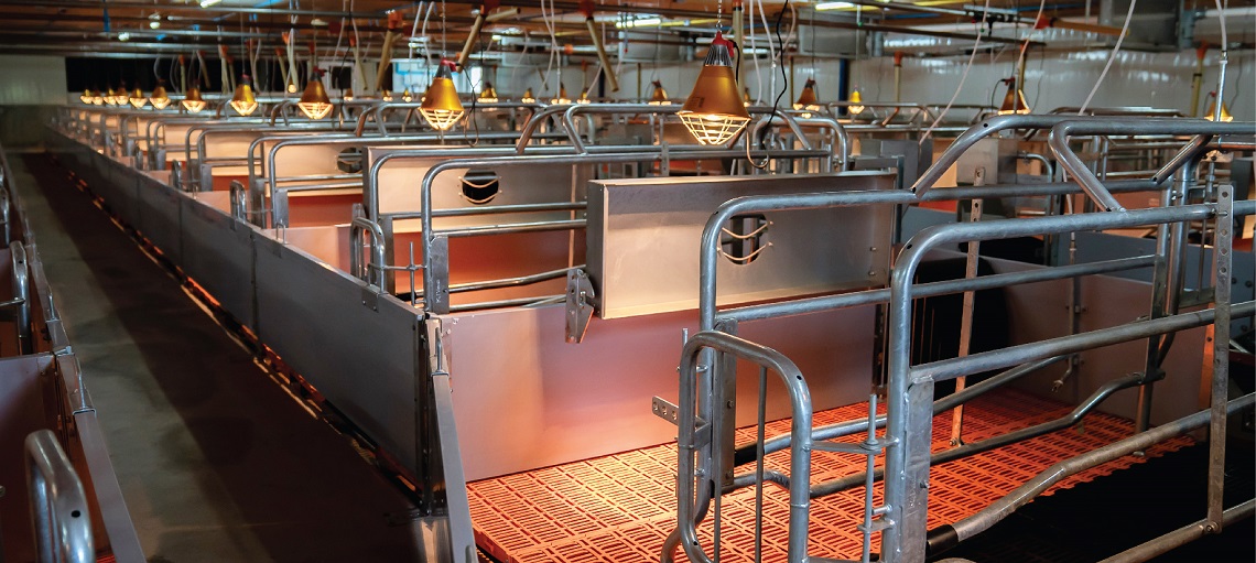 High-tech farrowing pens are optimised for piglet survival.