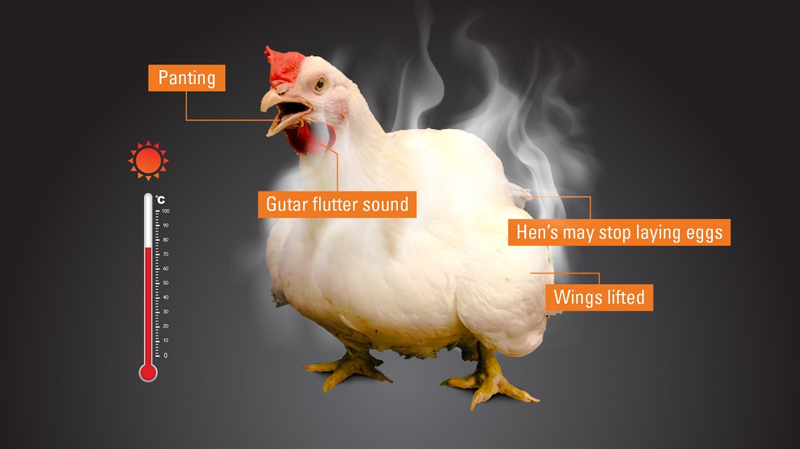 Symptoms of heat stress in poultry