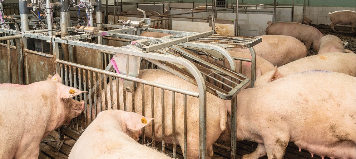 Pigs behave naturally when in a comfortable environment.