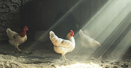 The True Cost of Poor Lighting in Poultry Houses