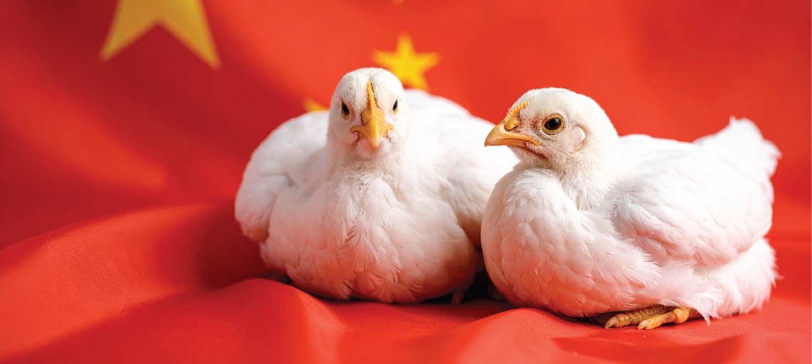 China’s Poultry Reroutes, and So Does the Competition