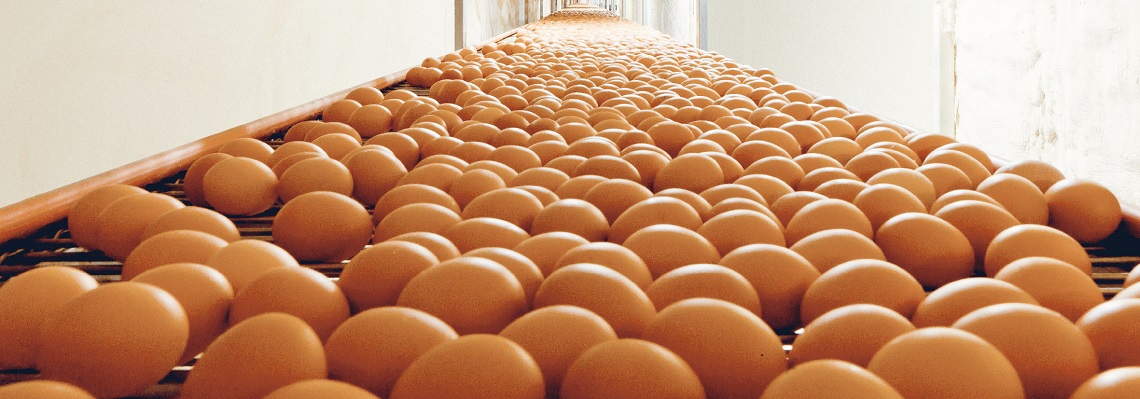 Water is essential to the quality and quantity of eggs produced.