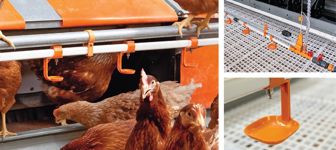 Robust drinking equipment to meet the needs of all hens.