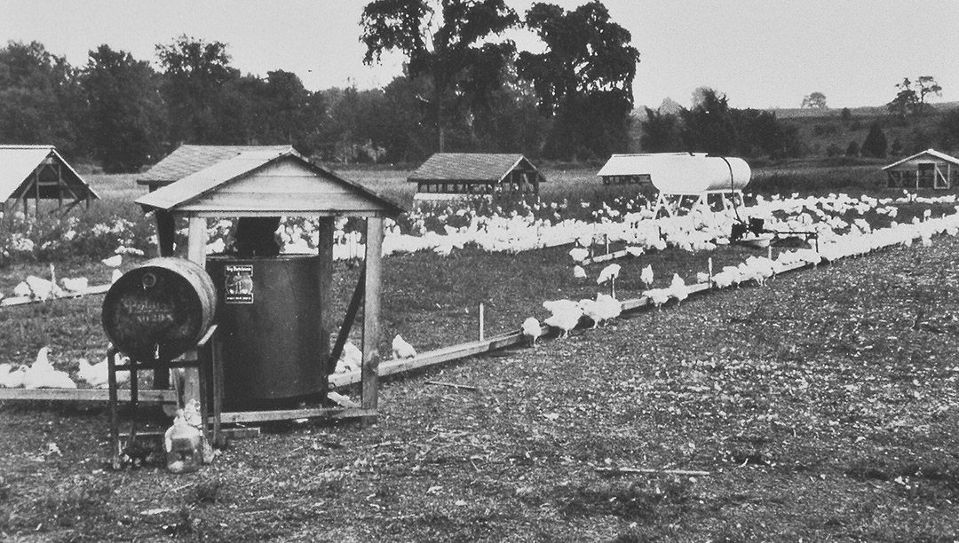 1938: Khởi đầu của Big Dutchman