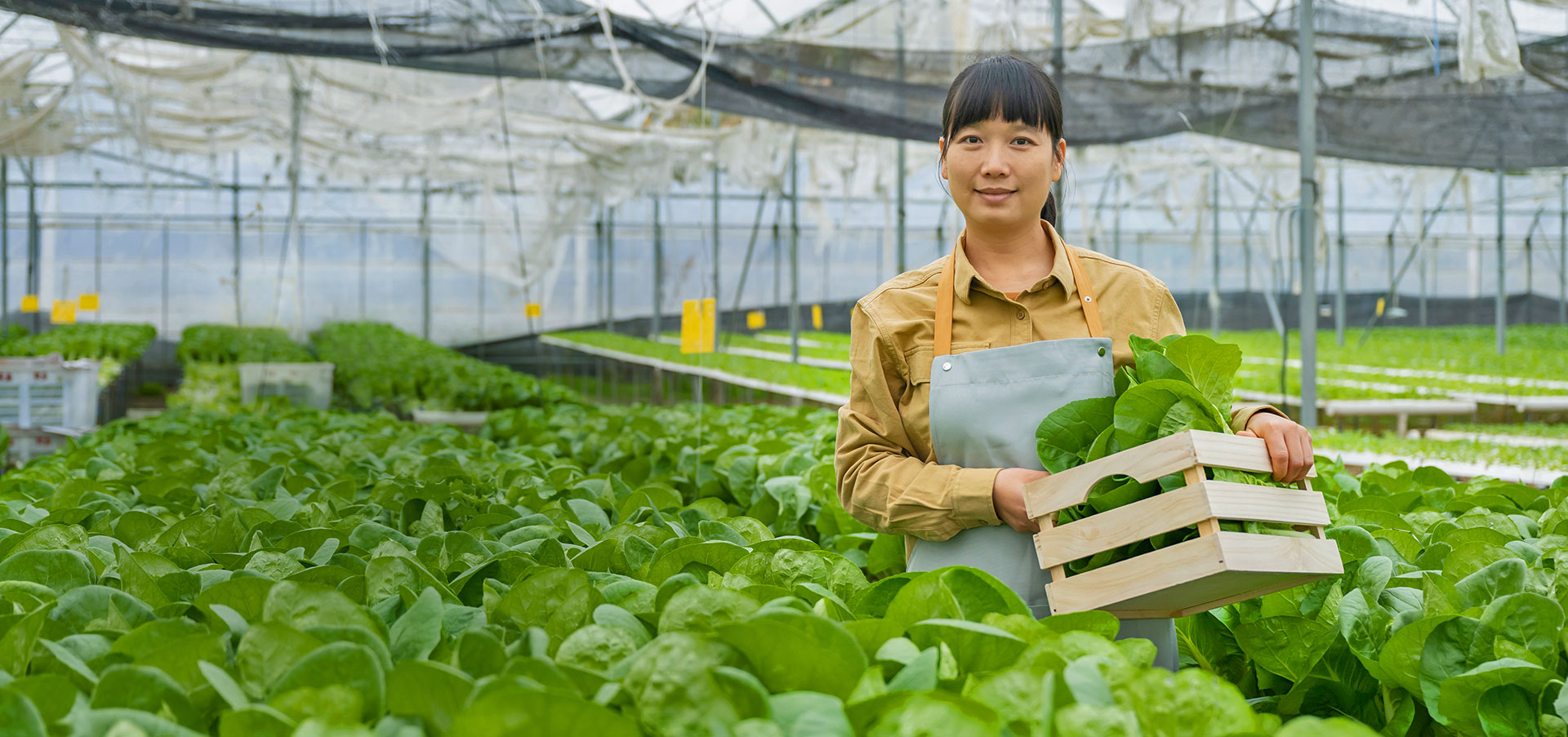 Full-Service Solutions To Build Flourishing Greenhouses