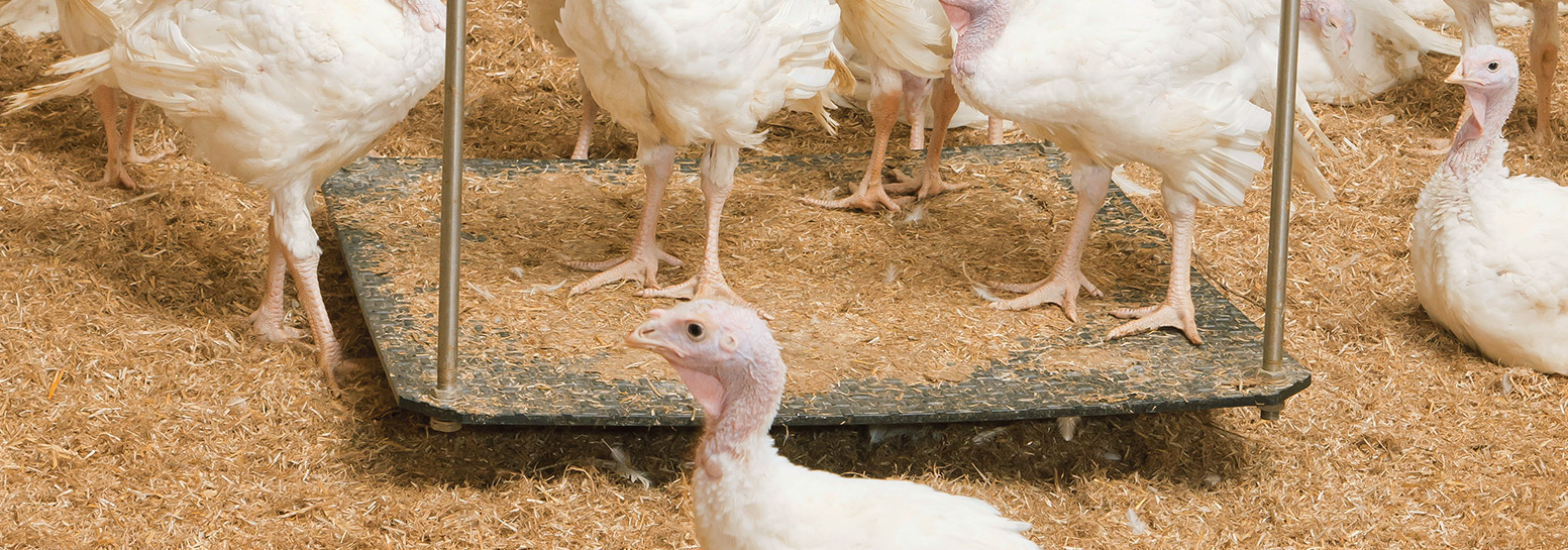 large turkey weighing platform in a poultry house reference installation